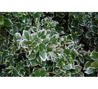 Бересклет , бруслина 'Emerald Gaiety' (Euonymus  fortunei 'Emerald Gaiety') 